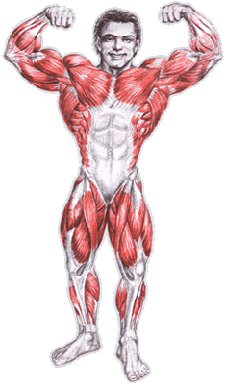 Карта мышц (вид спереди)